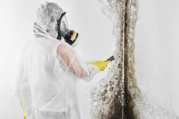 Attic Mold Removal in Lincolnwood, IL